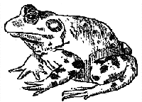 bullfrog