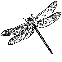 dragonfly