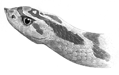 hognose snake