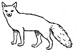 swift fox