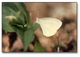 West Virginia white butterfly