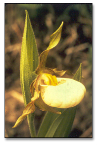 white lady's slipper orchid